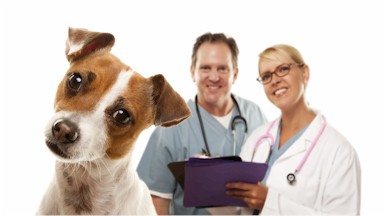 Veterinarian in Harlingen